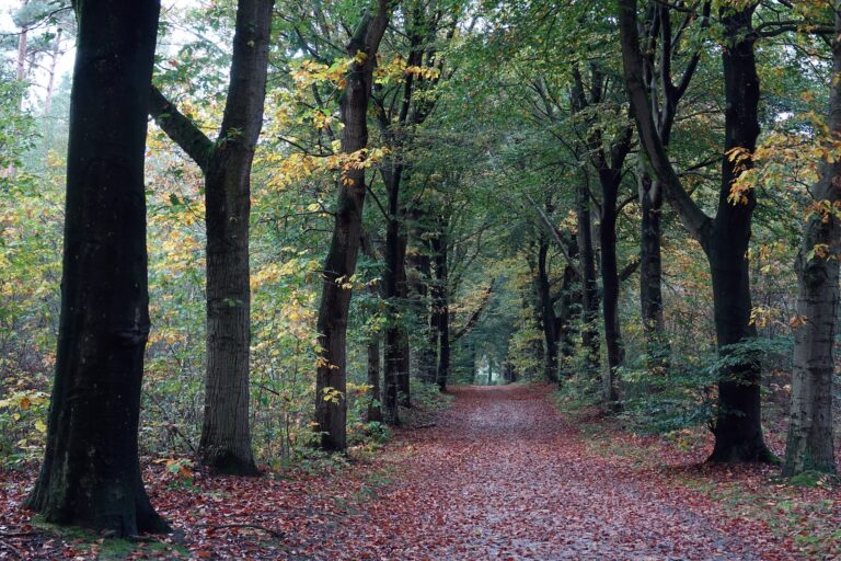 Gravellen in de Maashorst en de omgeving van Den Bosch